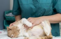 close-up-veterinarian-taking-care-cat close-up-veterinarian-taking-care-cat