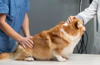 veterinarian-taking-care-pet-dog veterinarian-taking-care-pet-dog